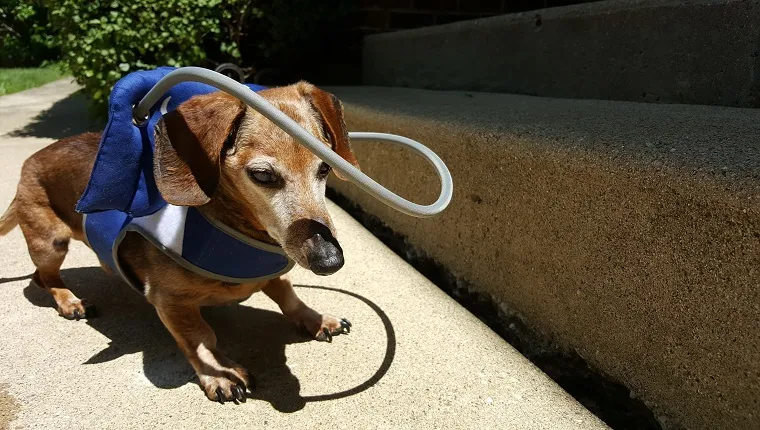 Muffin's Halo For Blind Dogs