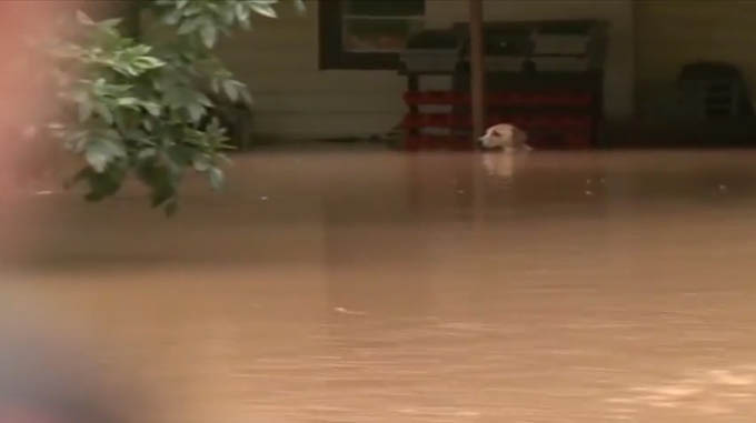 texas-dog-saved-flood-waters