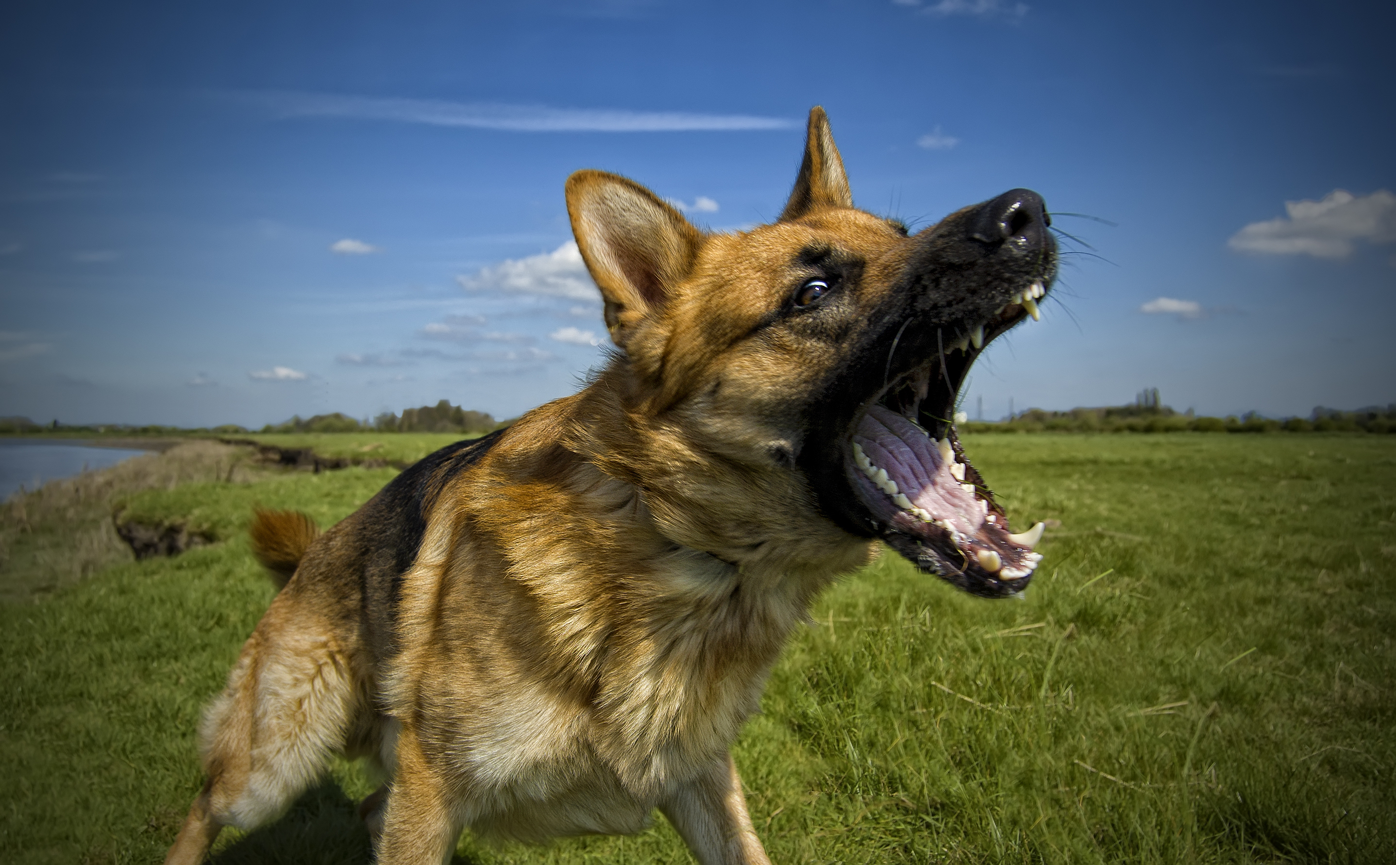 How To Stop Dog Barking   GettyImages 140936636 