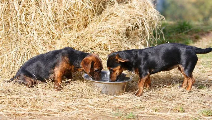 puppies drinking water in summer near stack of hay