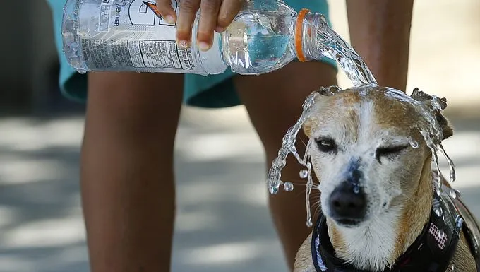 human pouring water on dogs head