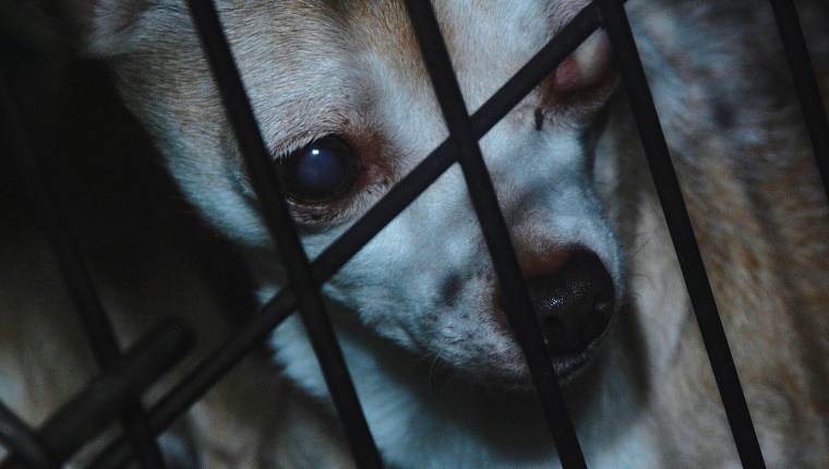Close-Up Of Blind Chihuahua In Cage