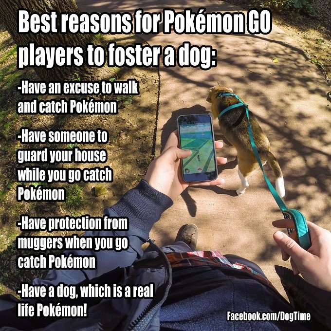 pokemon-go-foster-dogsmall