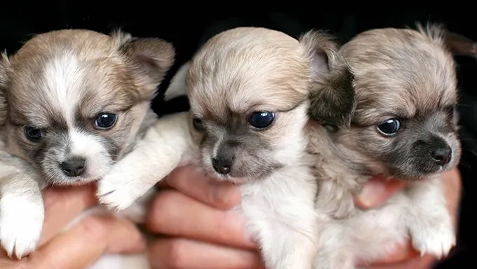 hands holding three chihuahua puppies 