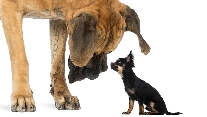 large dog looking down at small chihuahua