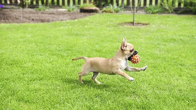 chihuahua puppy running with ball