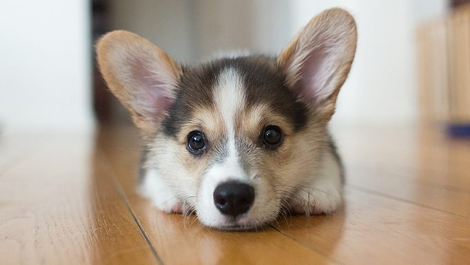 do corgi puppies bite