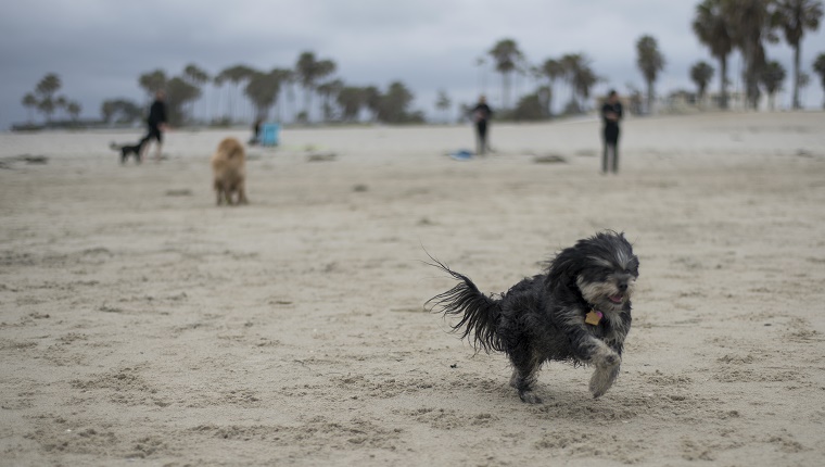 Havanese dog running at dog beach, San Diego, California.