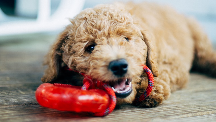 Close-Up Of Dog With Red Toy At Home