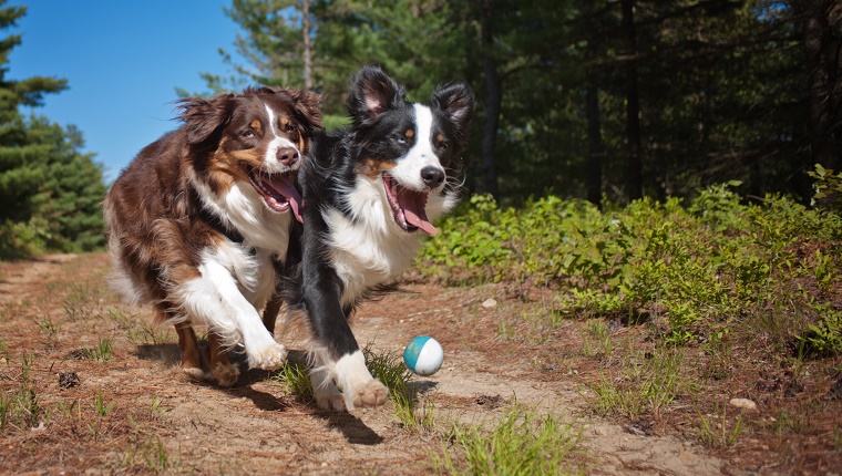 Two Australian Shepherd dogs playing ball in the forest on a sunny day.