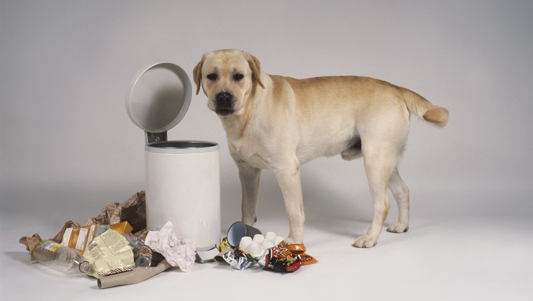 Yellow Labrador standing next to bin and rubbish