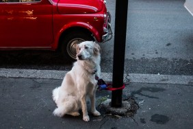 Dog Tied Up With Pole On Sidewalk