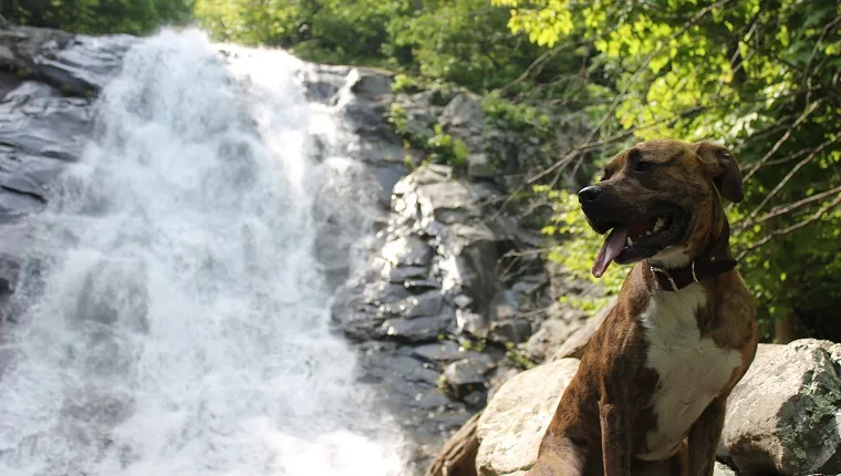 Gorgeous pitbull boxer mix dog relaxing from his hike next to one of many beautiful waterfalls located in Shenandoah National Park in Virgnia