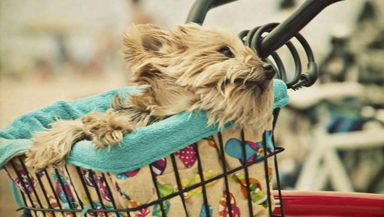 Yorkshire Terrier relaxes in basket of his owner bicycle.