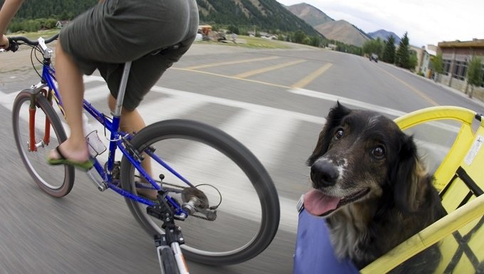 Woman riding bike with dog in carriage, Idaho.