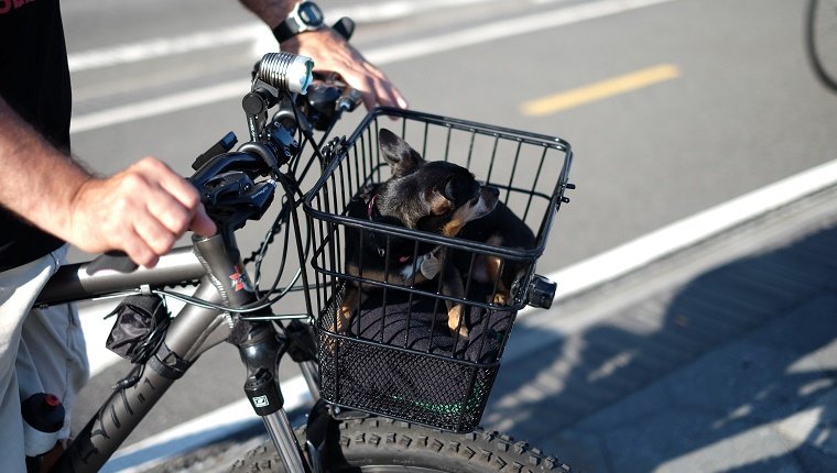 Cropped Image Of Man Riding Bicycle With Dog In Basket