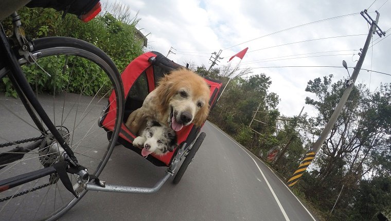 Dogs On Cart Connected To Bicycle
