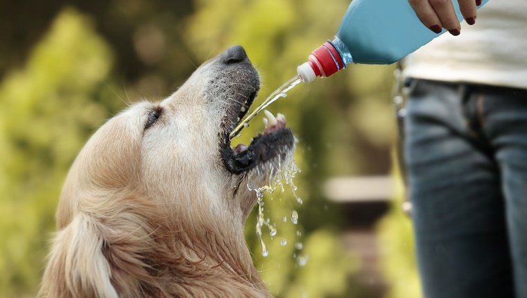 golden retriever drinking water on summer