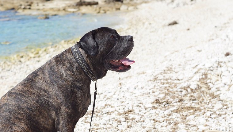 Close-Up Of Cane Corso At Beach On Sunny Day