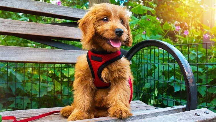 Minature Goldendoodle puppy sitting on city Park bench. Puppy is 3 months old.