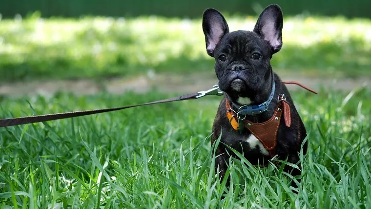 A dog on a leash and harness for a walk. Green grass. Dog pedigree French Bulldog