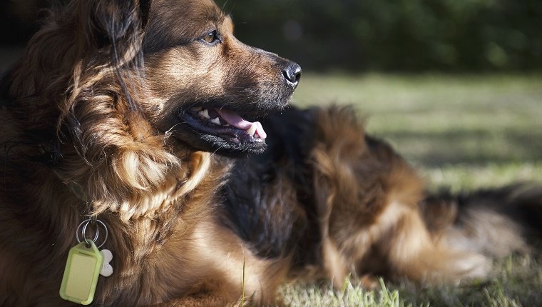 A large brown dog lying on the grass turning its head to look about. A collar and identity tags.