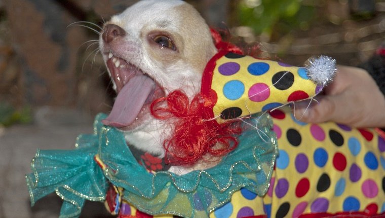 Small Dog Wearing a Clown Costume on Halloween