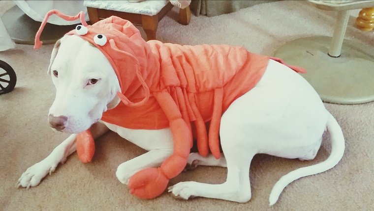 Dog wearing crab costume