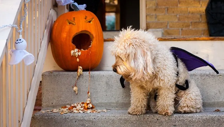 A miniature goldendoodle puppy dressed in a Halloween costume looks at the mess created by a pumpkin that is "throwing up." The dog's costume consists of bat wings and there are halloween decorations nearby.