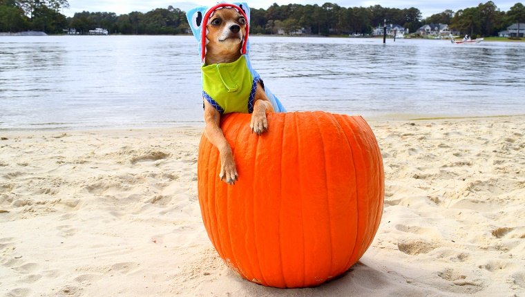Chihuahua in shark costume, inside of a pumpkin, at the beach.