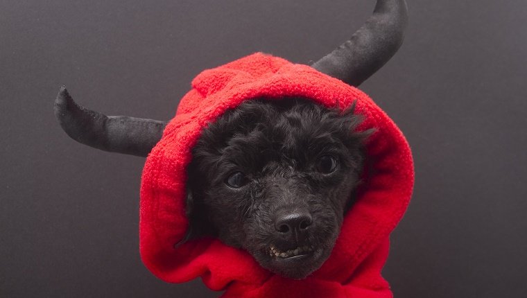 A dog wearing a devil costume