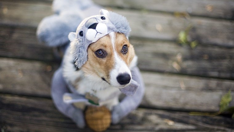 Dog in squirrel costume on Halloween.