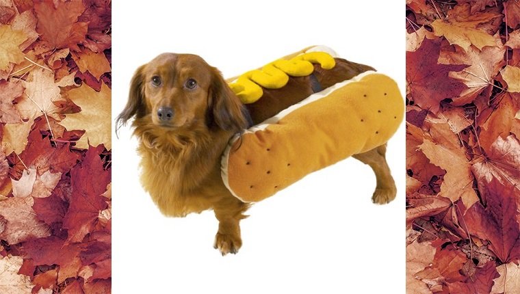 dog-costumes-2016-hotdog