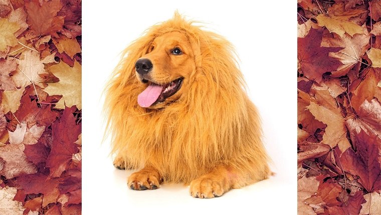 dog-costumes-2016-lion