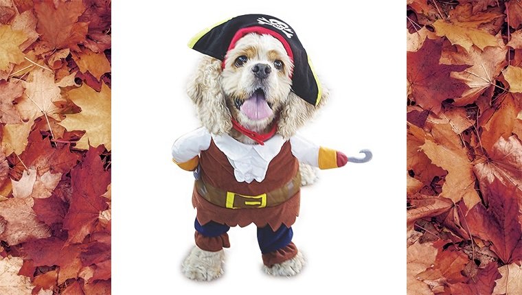 dog-costumes-2016-pirate