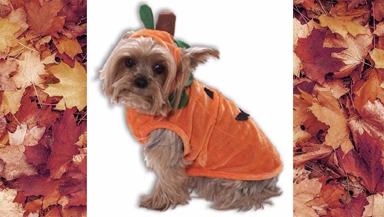 dog-costumes-2016-pumpkin