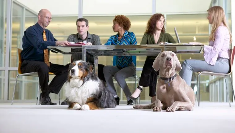 Businesspeople in a meeting with dogs