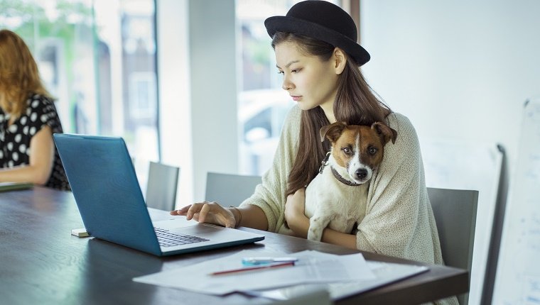 Dog-Friendly Offices Are The Way Of The Future - DogTime