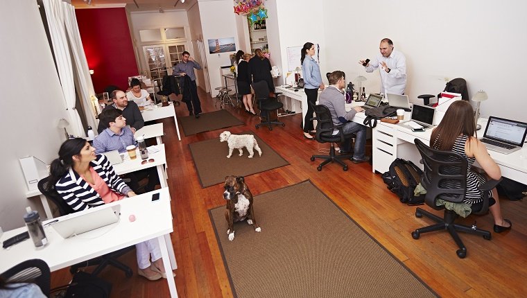 People at work in a modern office with dogs