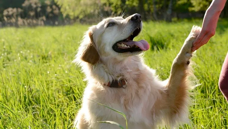 Golden best sale retriever paw