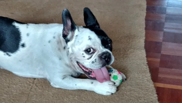 Portrait Of French Bulldog With Toy On Rug