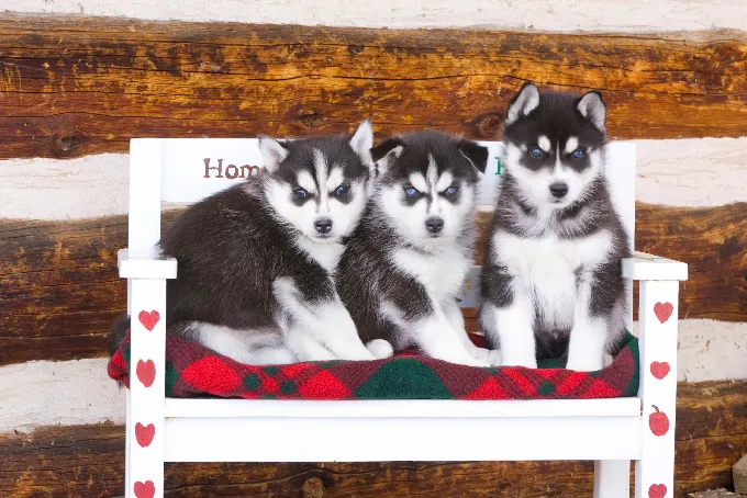 Dogs, Siberian Husky puppies, Colorado, 6wks old, rural setting, Arkansas Valley, winter, PR