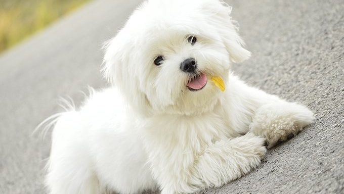 maltese puppy with leaf in mouth