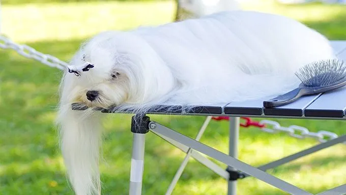 maltese with long hair getting groomed