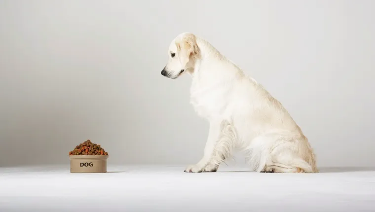 Labrador looking at his food bowl