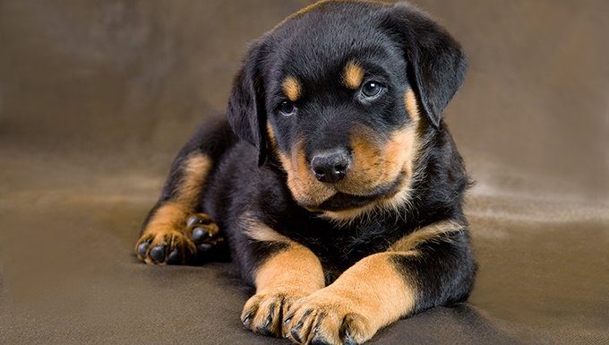 Rottweiler Puppies: Cute Pictures And Facts - DogTime