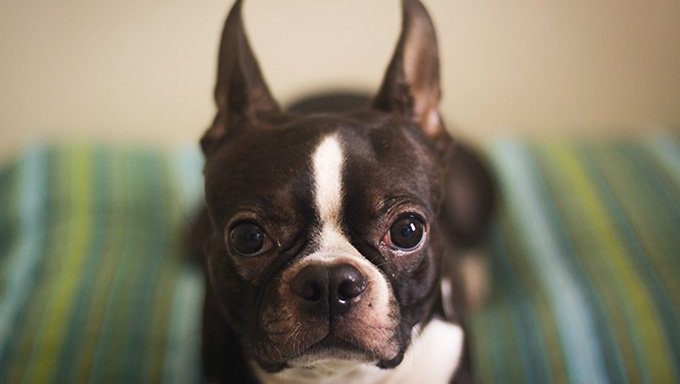 Boston Terrier Puppy Pictures and Facts