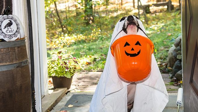 dog in ghost costume with halloween bucket
