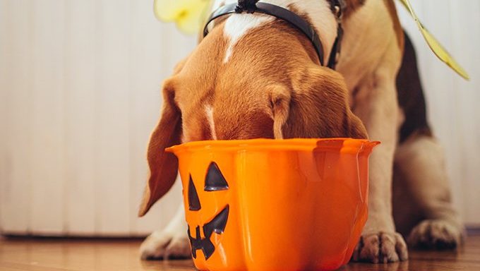 dog eating out of halloween bowl