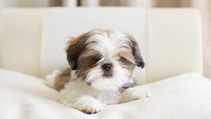 Shih Tzu Puppies: Cute Pictures And Facts - DogTime